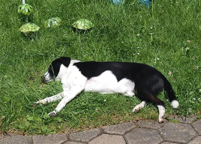 Гостевой дом Haus Holl Herta Гальштат